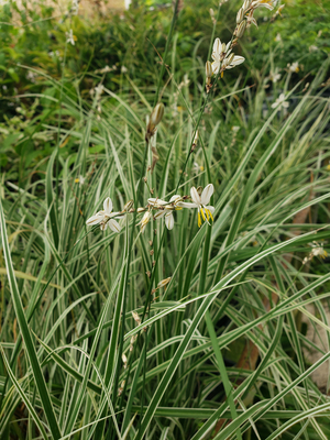 Variegated Shooting Star Lily, Weeping Anthericum, Saunder's Spider Plant, Chlorophytum saundersoniae 'Variegatum', Anthericum saundersoniae